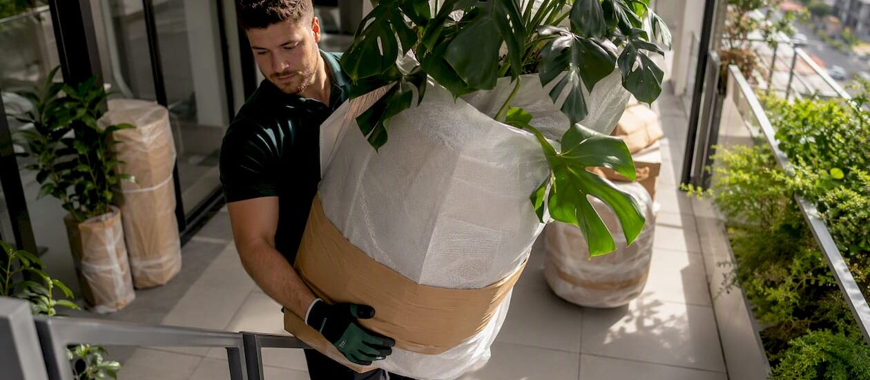 Removalist carrying monstera plant in moving van