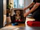 Cat resting securely in carrier before Melbourne move