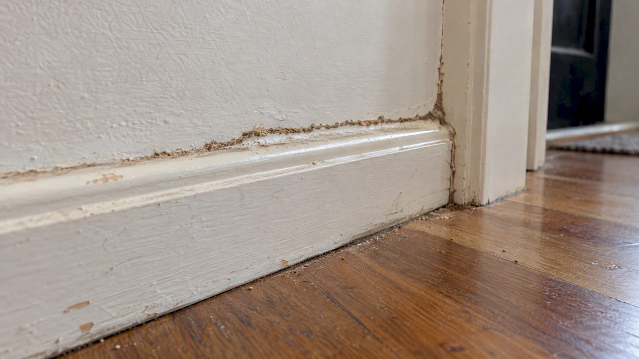 Mud-like termite tube beside a timber skirting board