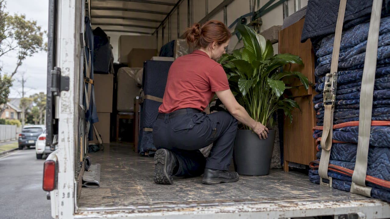Removalist securing upright plant for transport