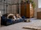 Dog resting safely in a crate